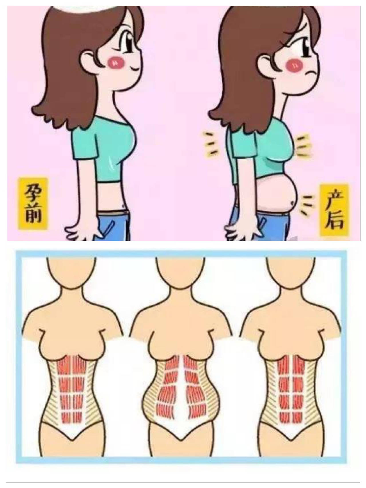 干货丨产后妈妈盆底肌腹直肌修复指南