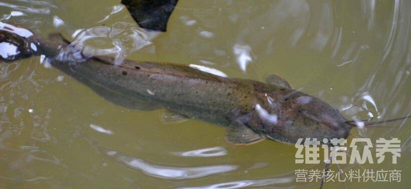 塘角魚吃什麼長得快,塘角魚專用飼料