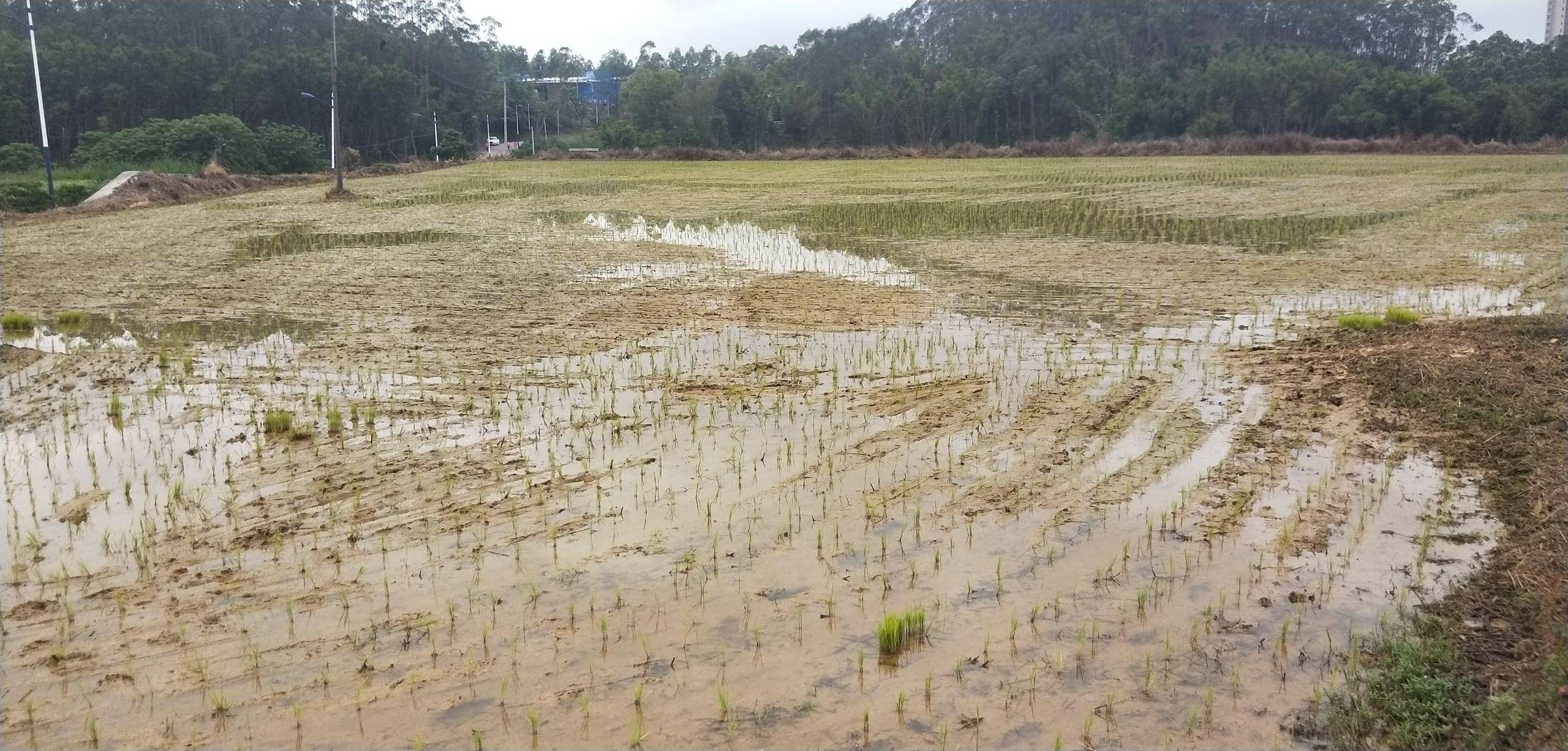 建设美丽乡村——垦造水田篇(258)_农业