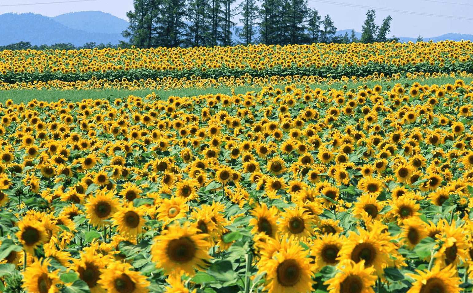 原创5月13号开始,好运连连,好日子不断的3生肖