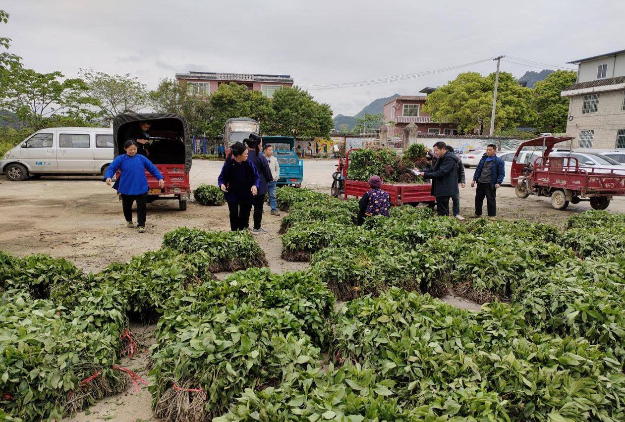 优势,广泛听取群众意见,立足资源禀赋,因地制宜,大力发展南板蓝根种植