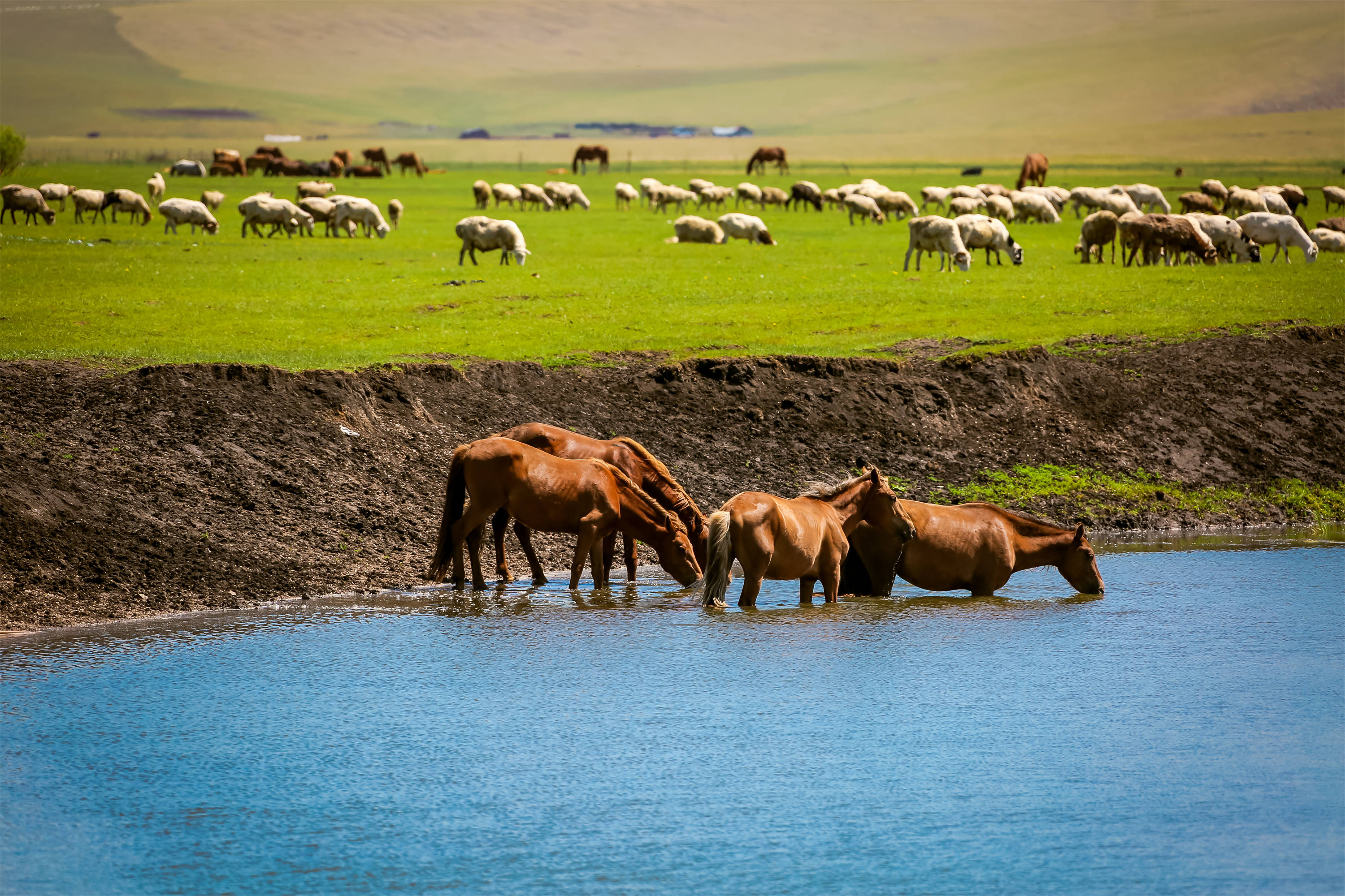 呼伦贝尔旅游攻略,一次完美轻松愉悦的呼伦贝尔大草原之行_蒙古