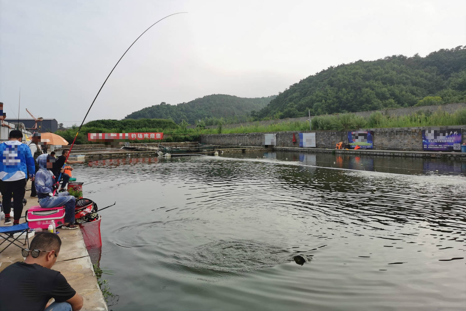 鲫鱼 鲤鱼 青鱼和草鱼都喜欢什么味型 气味诱鱼的几个关键点 信号