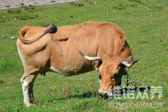 原創農村餵牛怎麼育肥快,牛飼料最簡單的配方