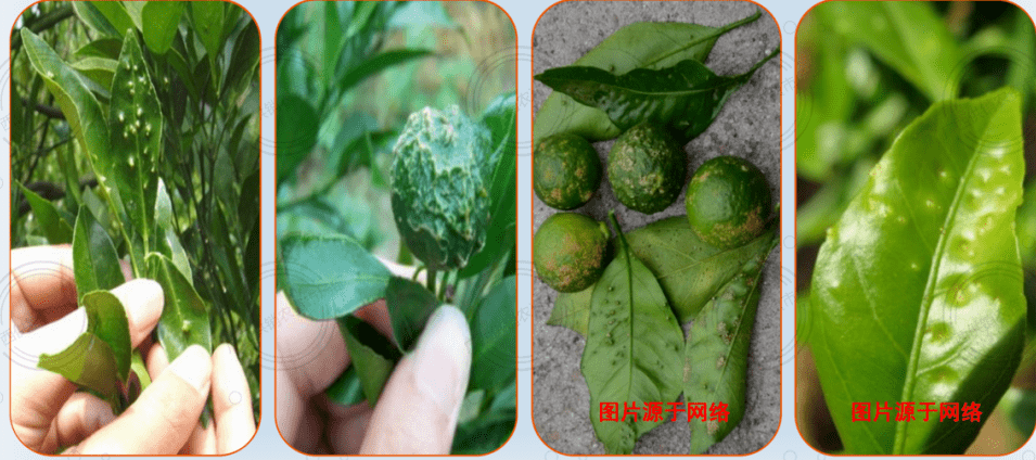 疮痂病酸腐病黑星病煤烟病青霉病03柑橘常见细菌性病害溃疡病黄龙病