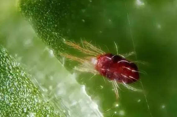 龙德盛草莓苗:草莓苗红蜘蛛虫害,相关解决方法,防大于治