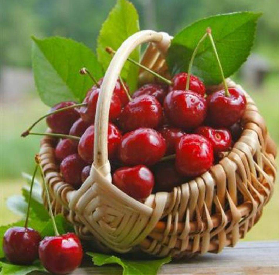 如何种好盆栽车厘子 种植