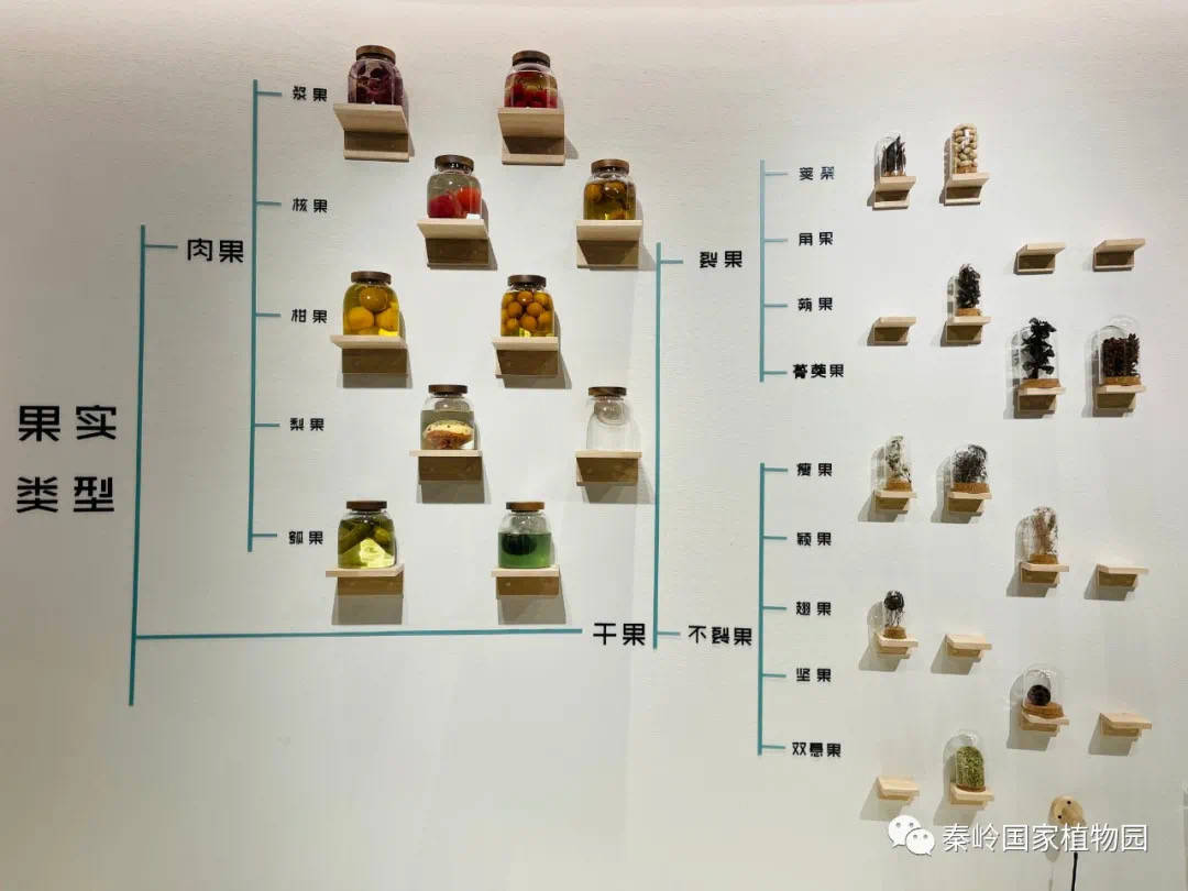 展示的果实标本有14大类,果实的形状,大小,果色等,是果树栽培品种的