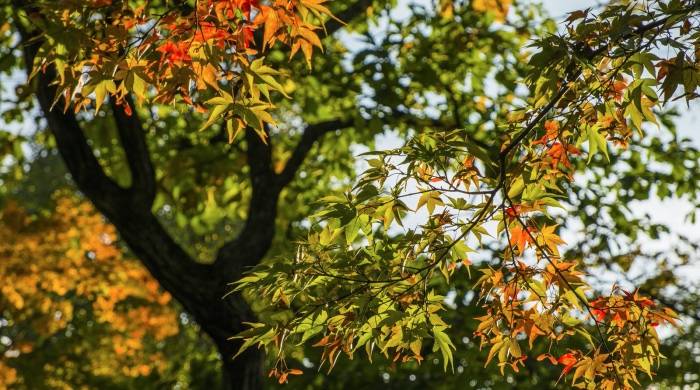 液晶电视价格涨不停，但这不是决定OLED电视放量的因素-家电圈官网