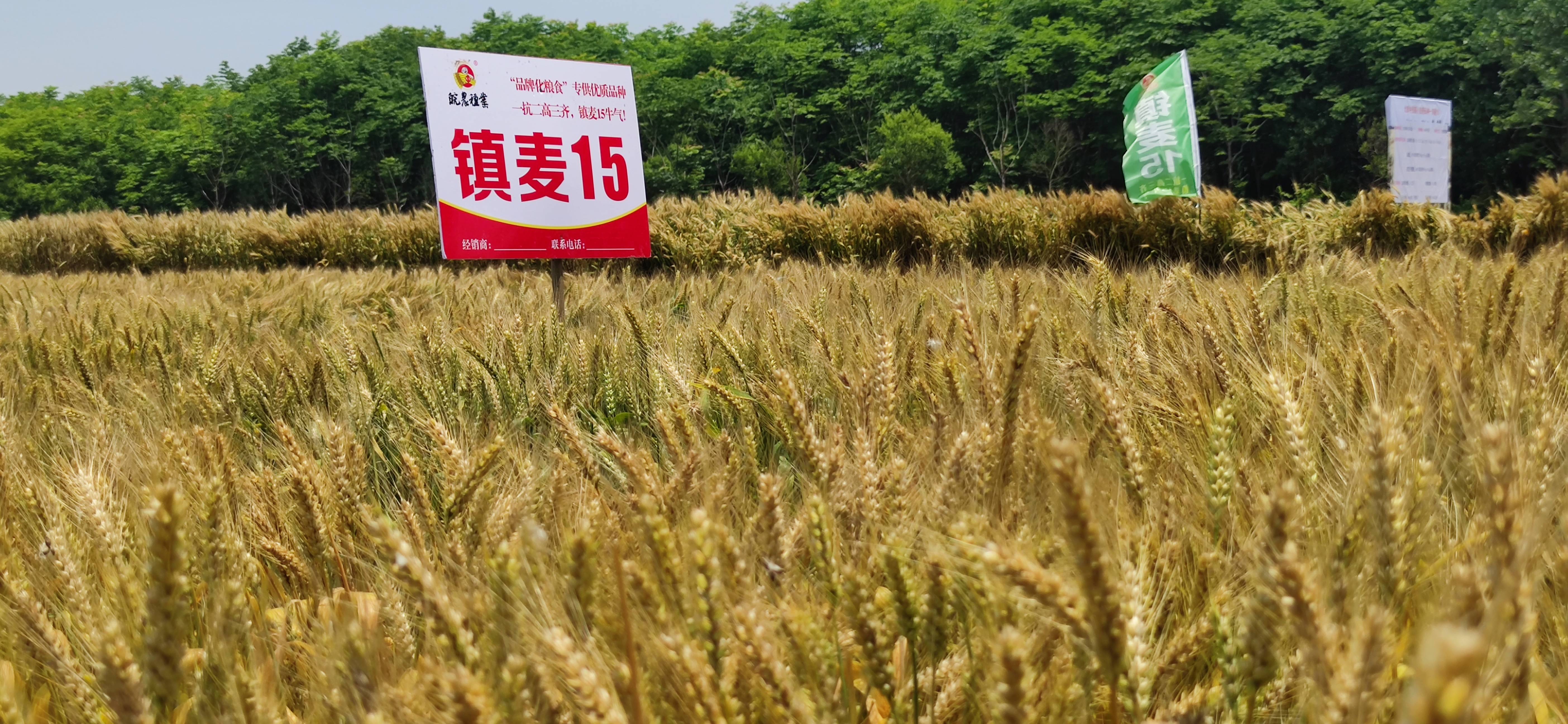 中抗赤霉病等鲜明特色,受到了市场的广泛欢迎,镇麦168,镇麦12号等5个