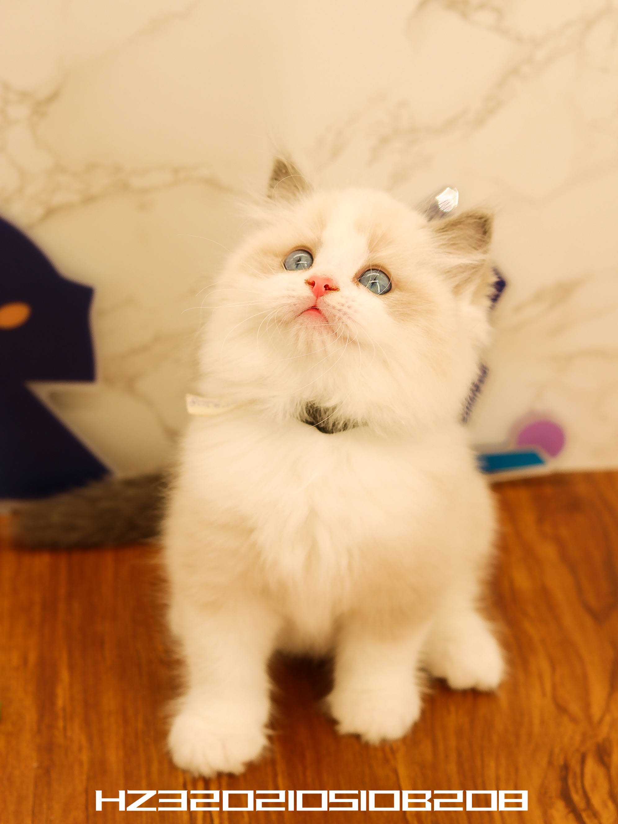 幺社领养猫咪第四期布偶双色布偶重点色英短蓝白英短银点