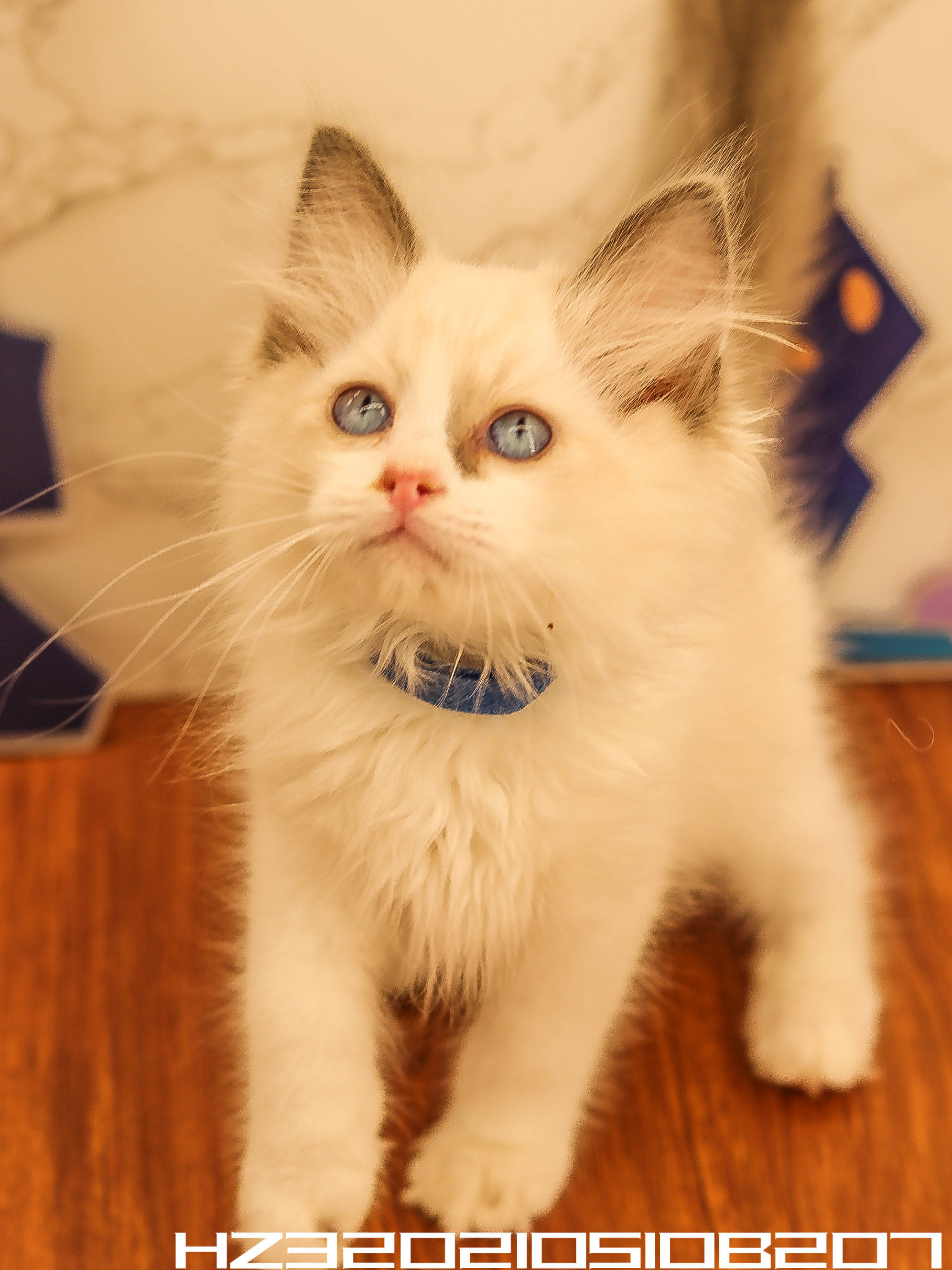 幺社领养猫咪第四期布偶双色布偶重点色英短蓝白英短银点