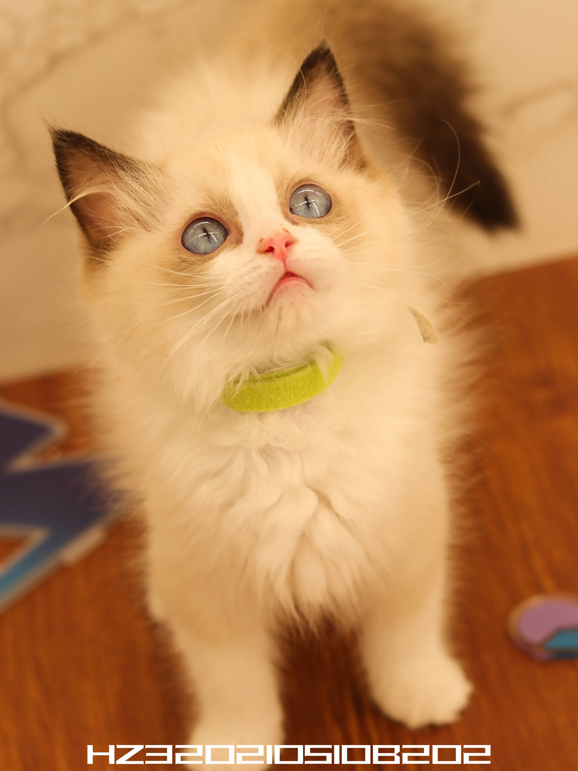 幺社领养猫咪第四期布偶双色布偶重点色英短蓝白英短银点