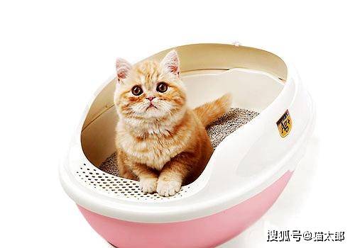 怎么养小猫便宜省钱 3e67e4dbe4dc4469990851cda16102f1.jpeg