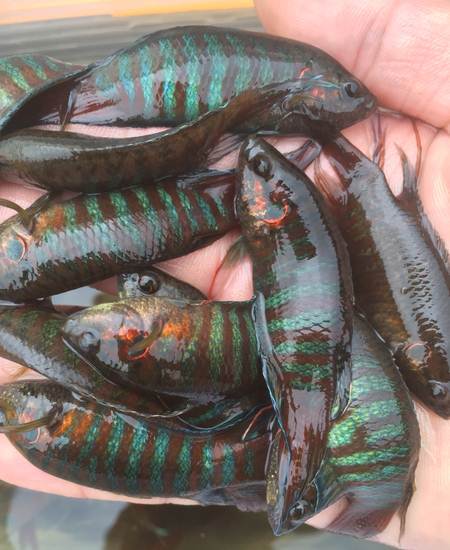 这种不能吃的鱼以前没人要,如今有农民大量养殖,一条卖5元!_菩萨