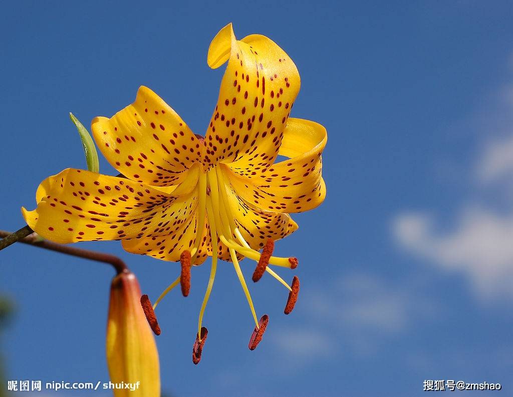 彩色百合花图片图片