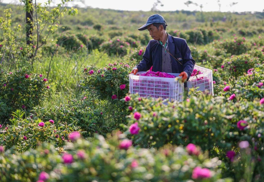 这就是山东荣成玫瑰美得醉人