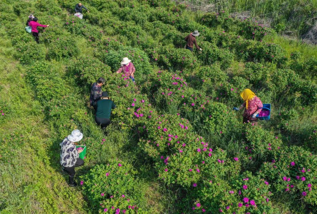 这就是山东荣成玫瑰美得醉人