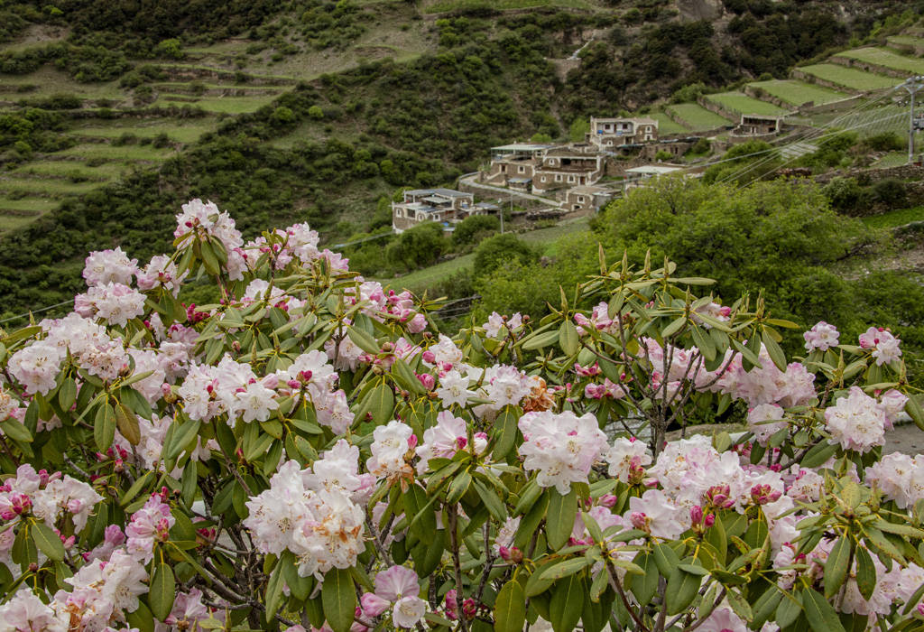 阿坝小金 羊角花盛开乡村振兴幸福花