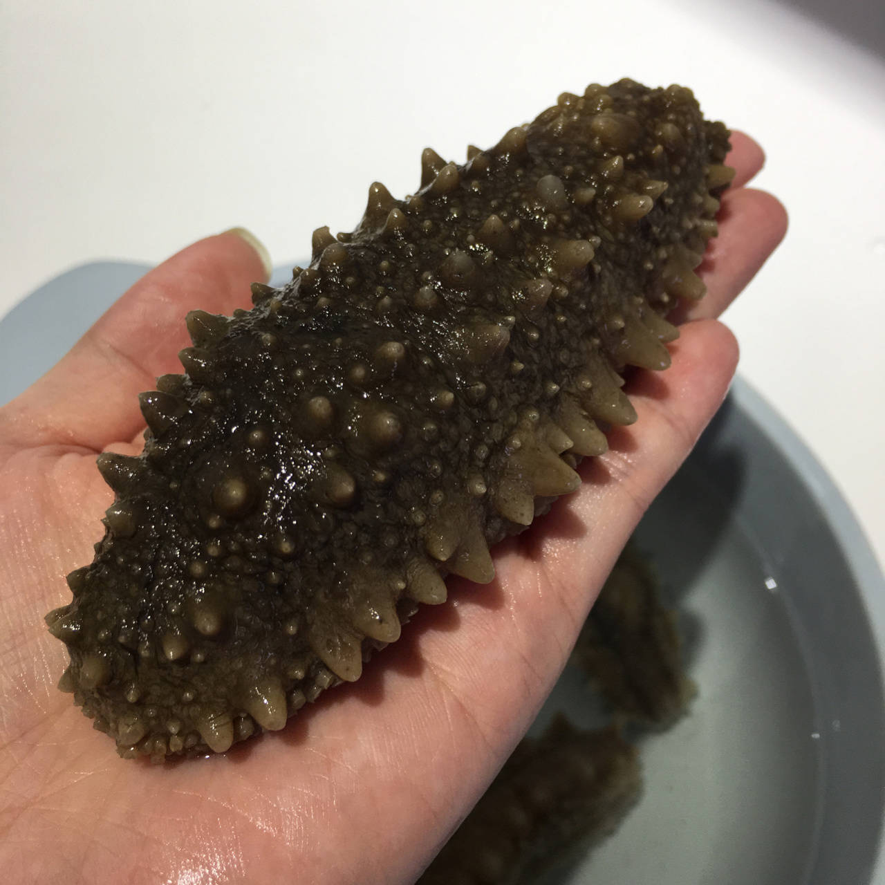 纯野生海参什么样的好如何区分优劣