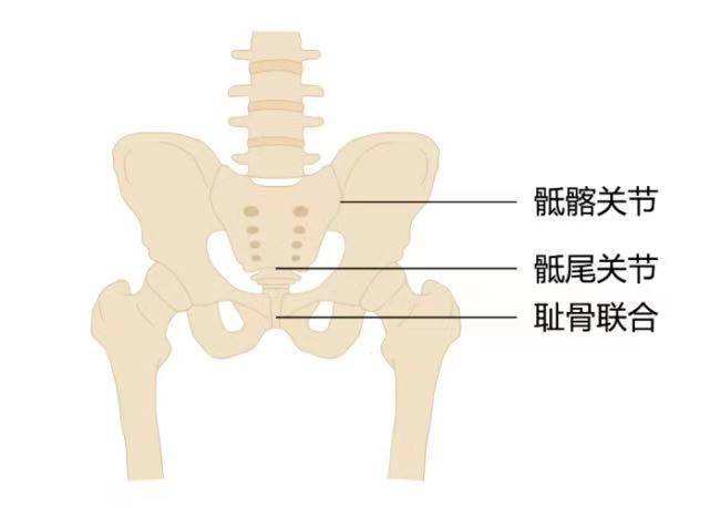 产后大屁股 漏尿 耻骨痛 腰痛 该做盆底肌修复还是骨盆修复 结缔组织