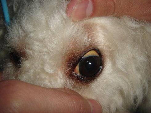 狗狗蓝眼病症状图片图片