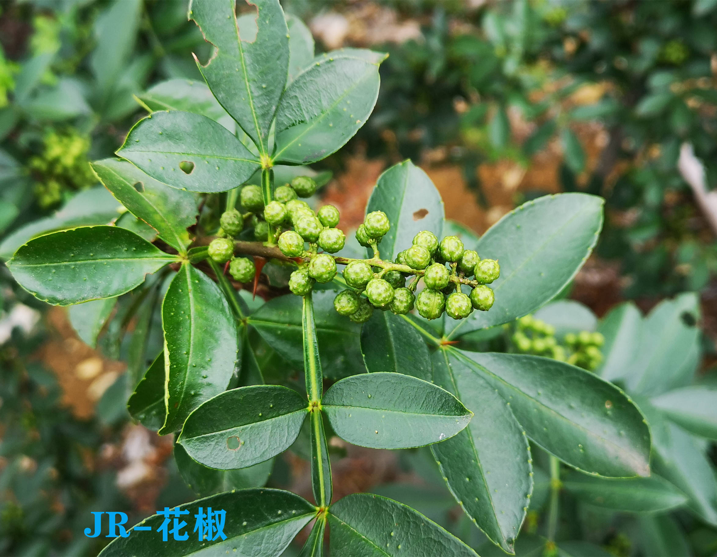 一粒小花椒药食两用川菜少不了收益也不错