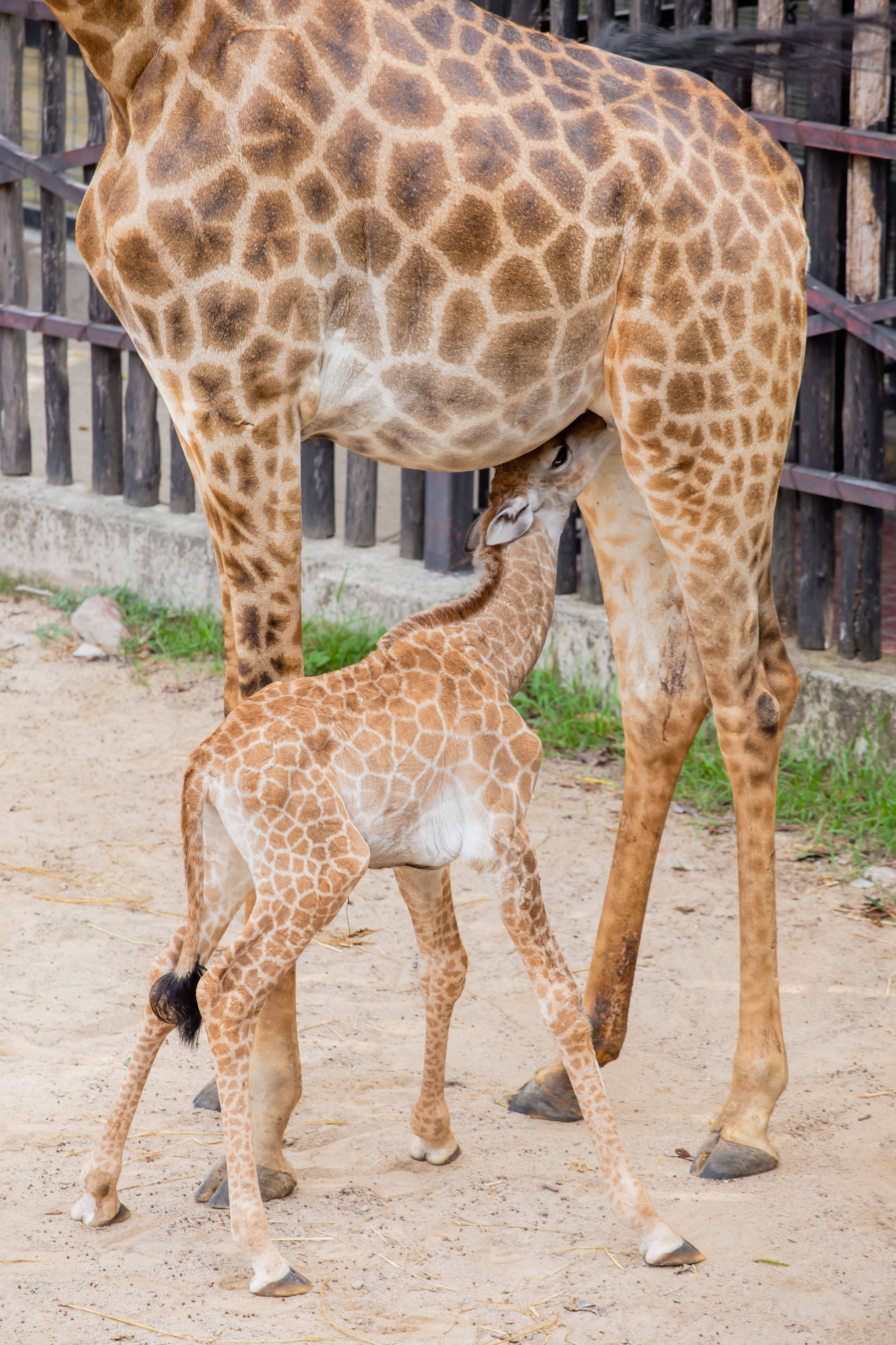 據動物園的工作人員介紹,這多出來的兩隻小長頸鹿,為新生兒,是園區內