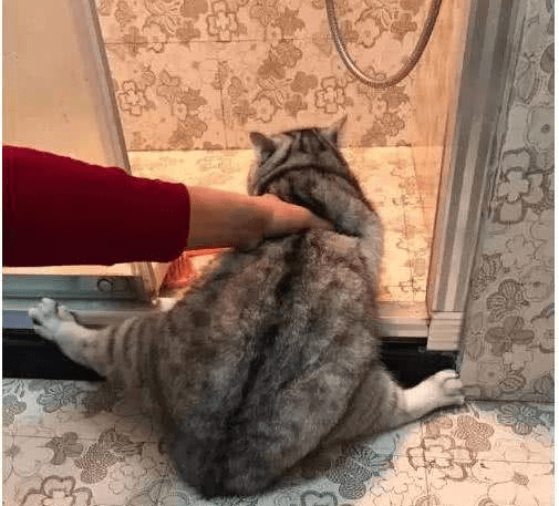 家里怎么给猫咪吹干 3b707340f8784e4c82d80a6c8df42ea5.png