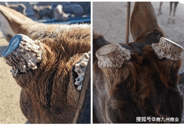 如何辨别鹿角帽粉的真伪 鉴别鹿角帽粉真假的方法 梅花鹿