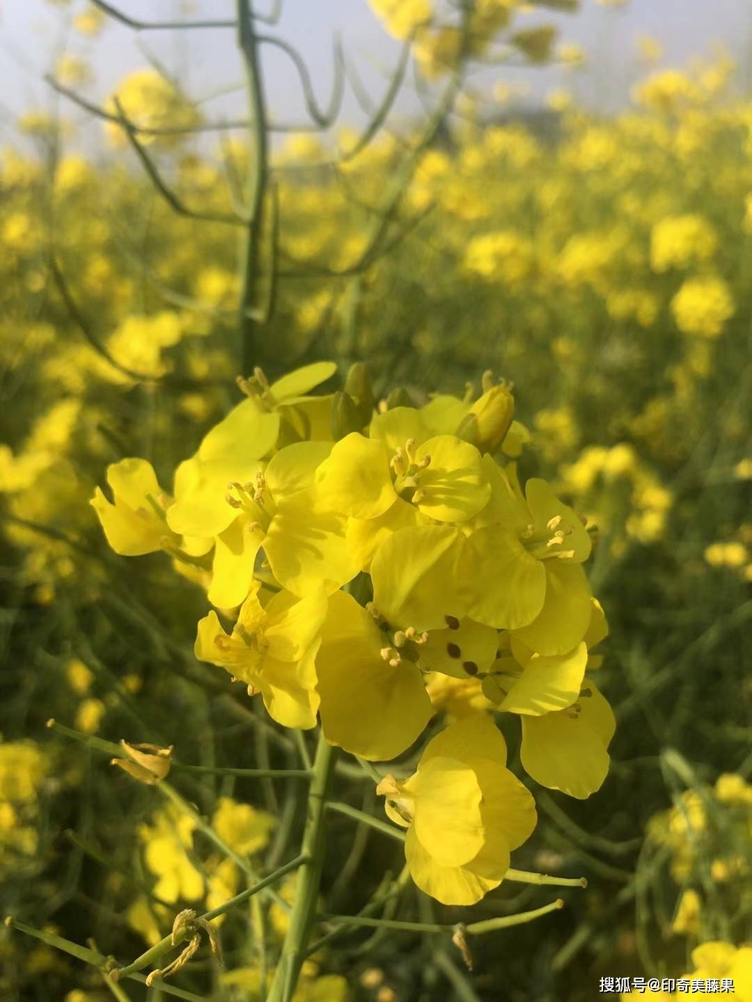 油菜花