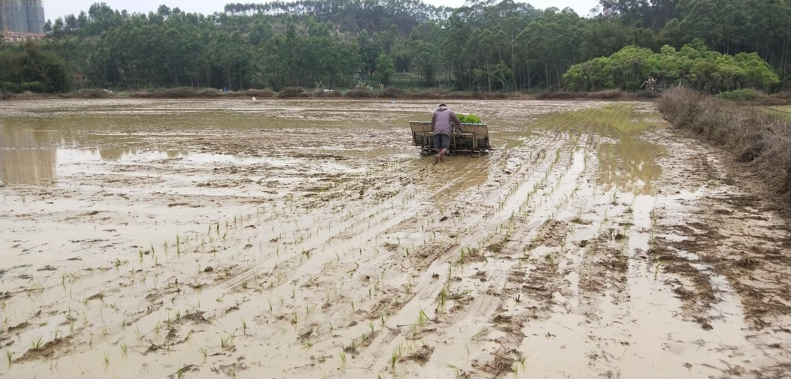 经过改造后的水田,土壤熟化进程快,肥力水平提升快,指标显著改善,水稻