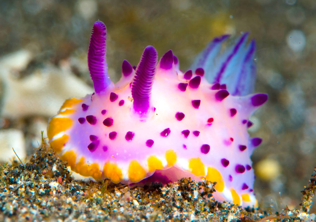 海底世界真奇妙!世界海洋日晒晒那些你没见过的深海生物