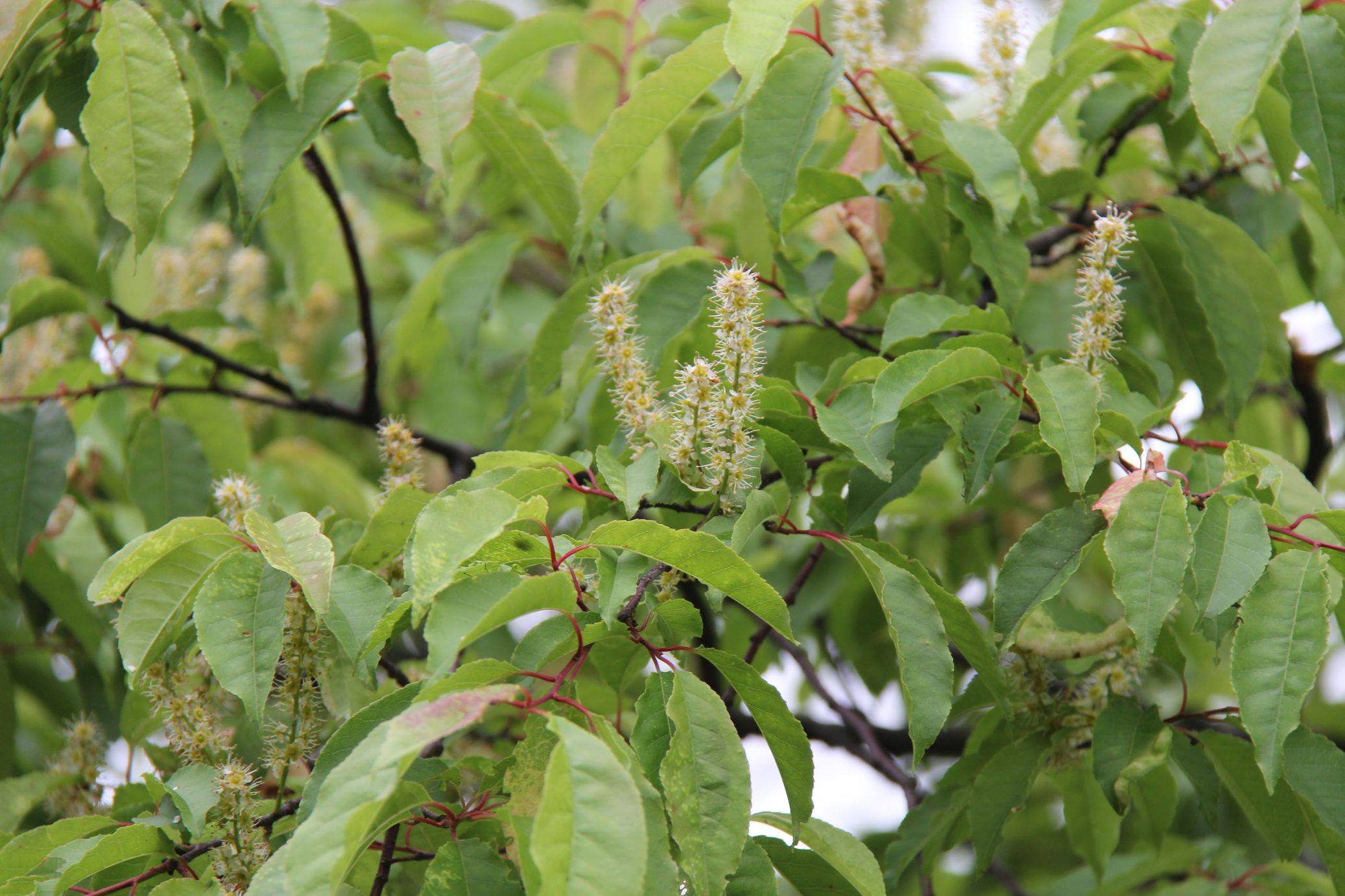 庆元植物1406蔷薇科稠李属橉木华东稠李