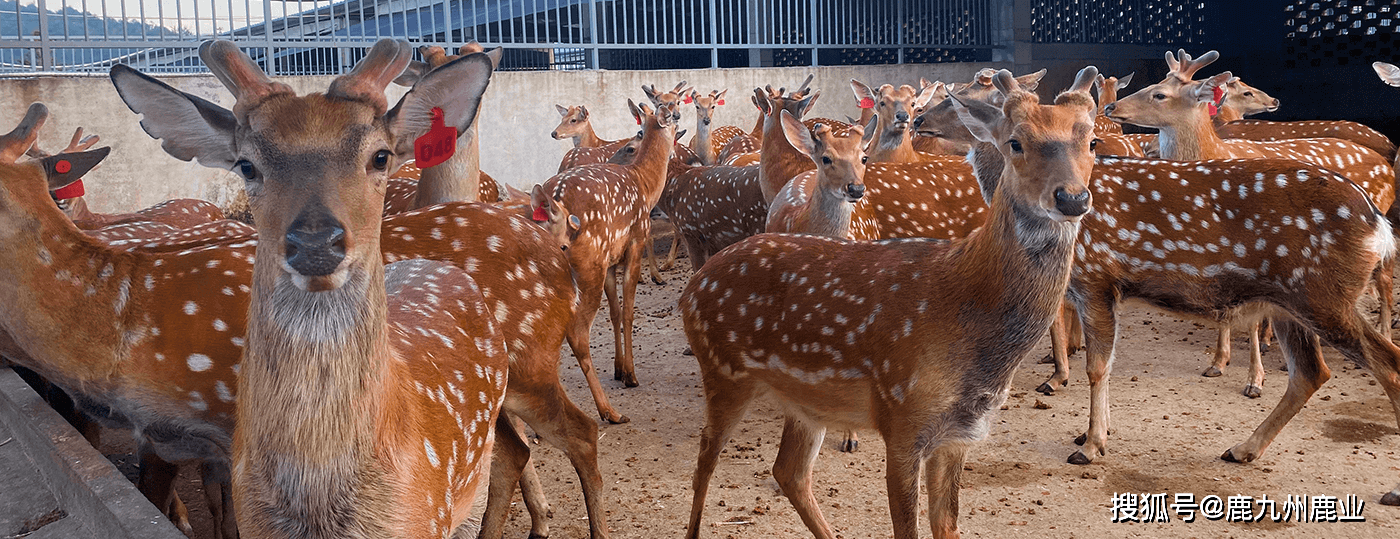 那些坚持服用鹿产品的人后来都怎样了 身体