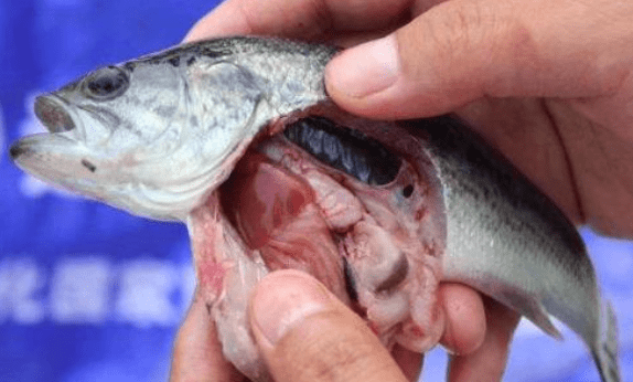 加州鲈肠炎|鱼健康使用案例|解决鲈鱼肠炎问题养好鲈鱼,鱼健康调水降