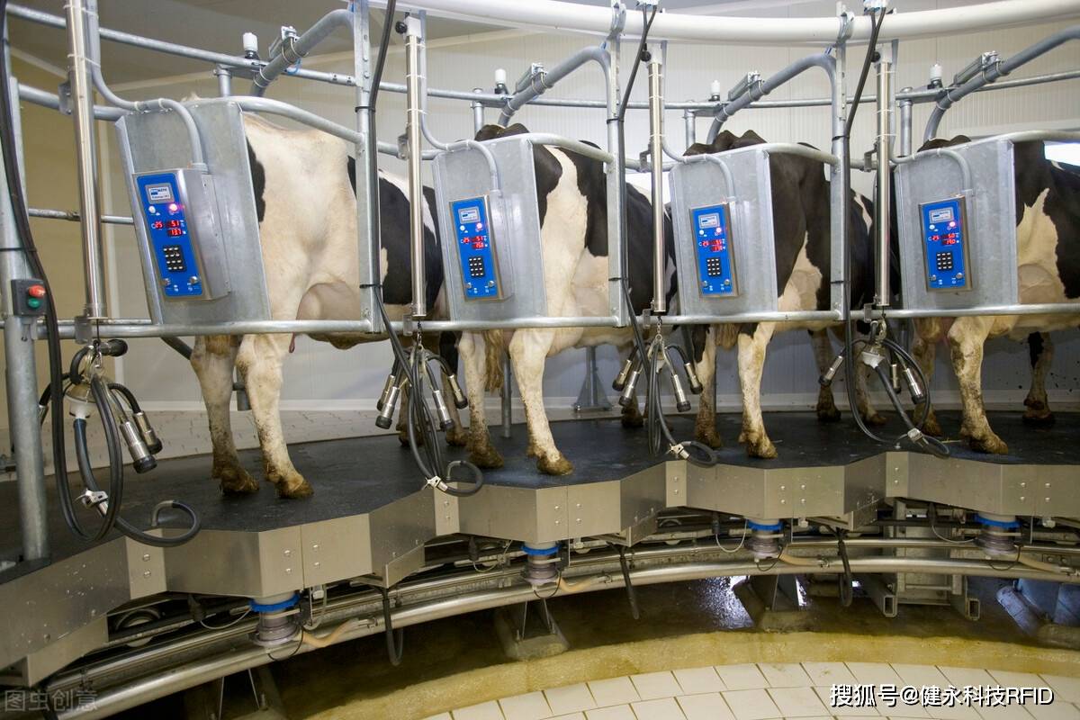 牛羊挤奶使用rfid转盘挤奶机有什么优势?