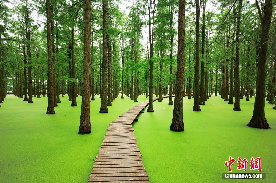 1/ 12 江蘇揚州,淥洋湖溼地公園的水上森林景色宜人.