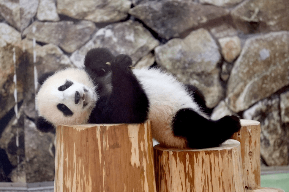 日本大熊猫宝宝"枫滨"亮相 躺平姿势萌萌哒