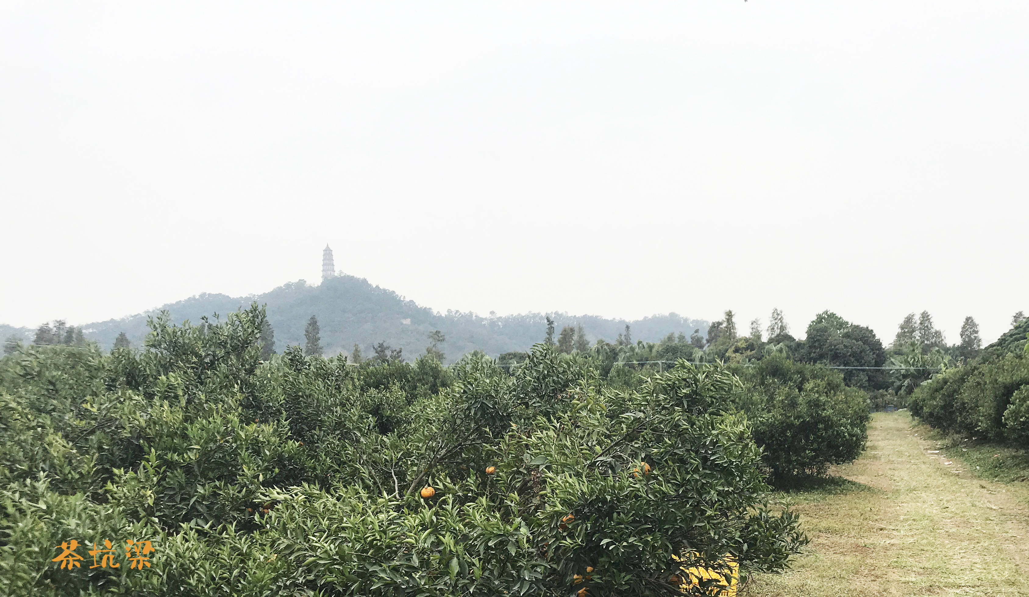 端午情浓茶坑梁爱心节礼献茶坑村老人