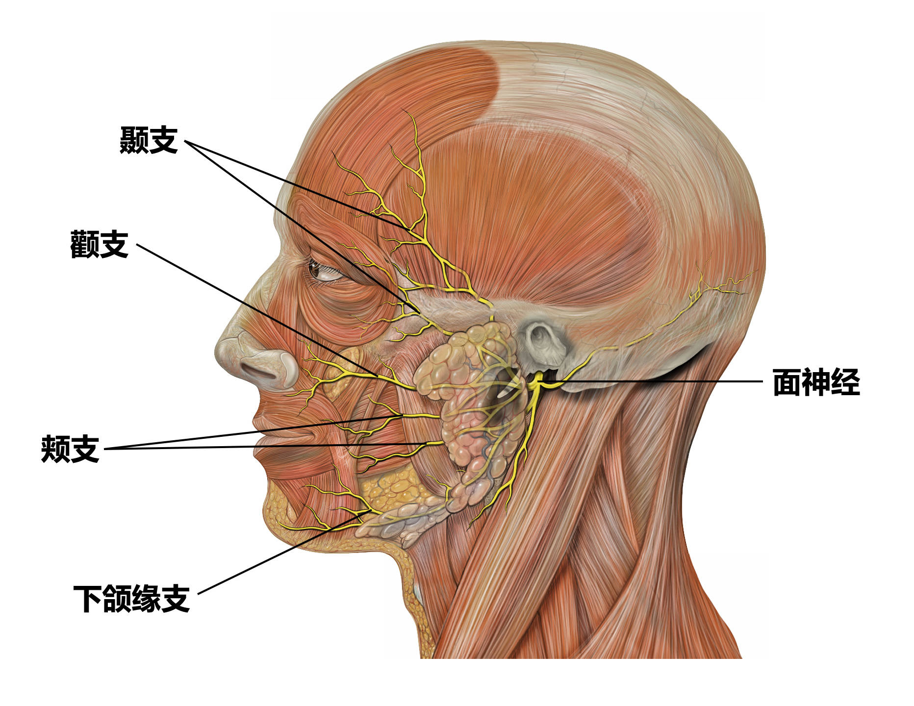 专业医师指出:治疗面肌痉挛常见的三大误区:误区一,根本不把面肌痉挛