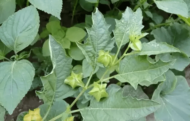 这类路边植物,外形如同灯笼,不但可以吃,用途还很多!_姑娘