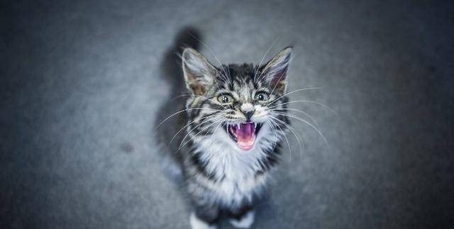 原创家中猫咪因为什么兴奋或抓狂,猫主人又是如何应对的呢?