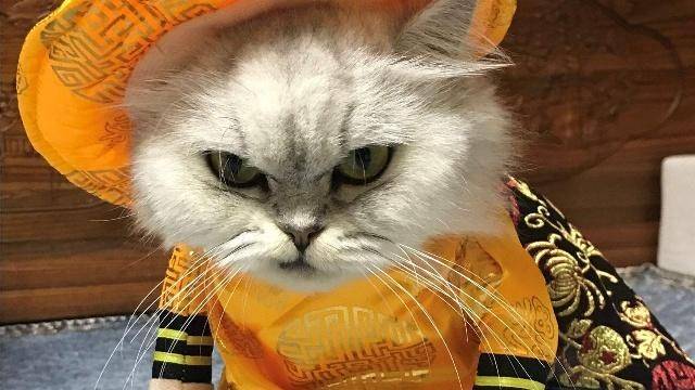 原创家中猫咪因为什么兴奋或抓狂,猫主人又是如何应对的呢?