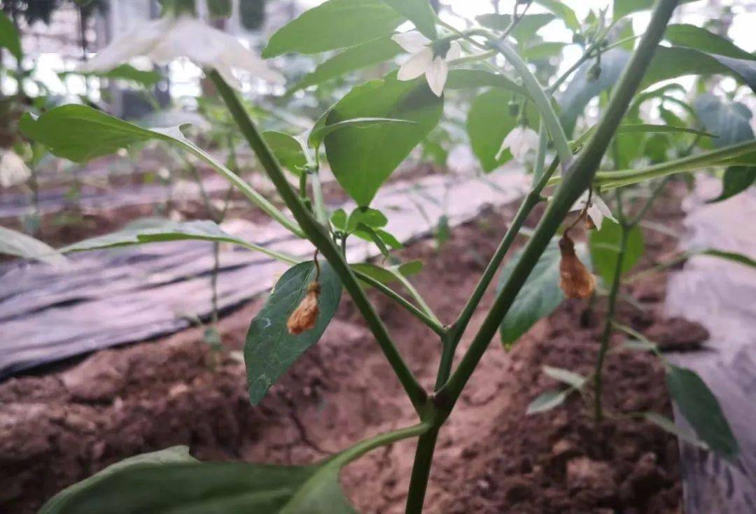 辣椒落花落果的原因及预防方法,辣椒施肥用什么肥料好?