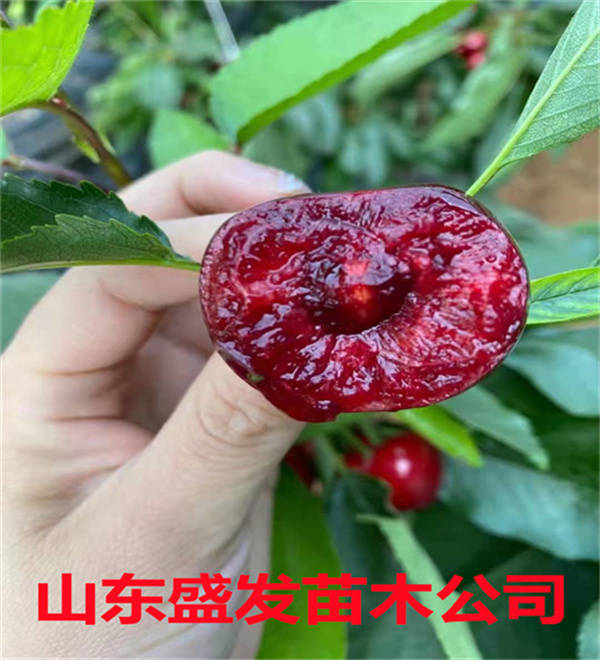 樱桃苗的最好品种,美早大樱桃屹立不倒多年特性品质解析