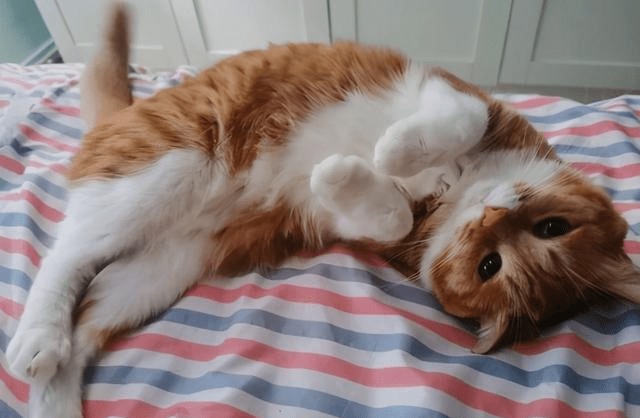 猫咪叫声吸引公猫过来吸猫 1e313531c72d479693cff549cfb13cb1.png