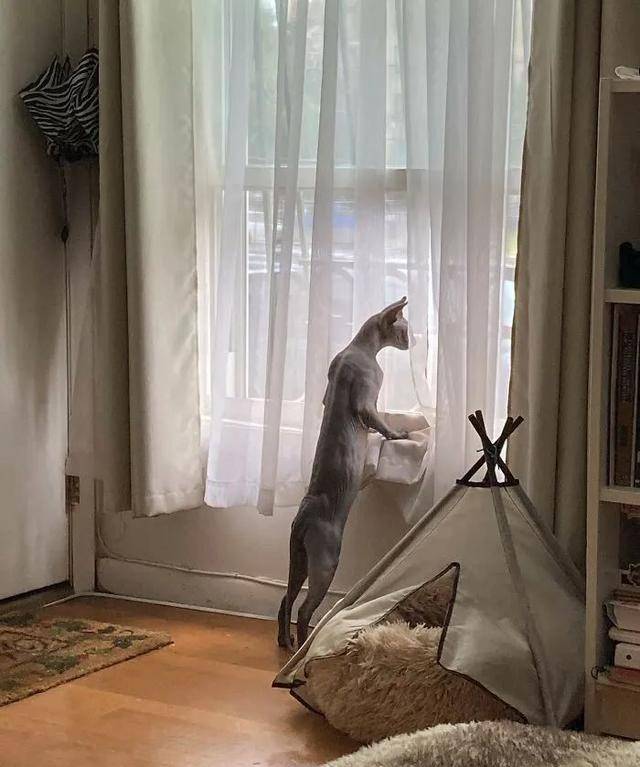 这些猫咪趴在窗户那儿往外看的样子真像我老妈看热闹不嫌事儿大