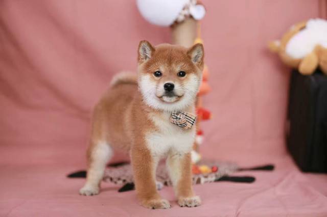 怎样选好的猎狗 60f730dcb50b4aa295732350b250f17e.jpeg