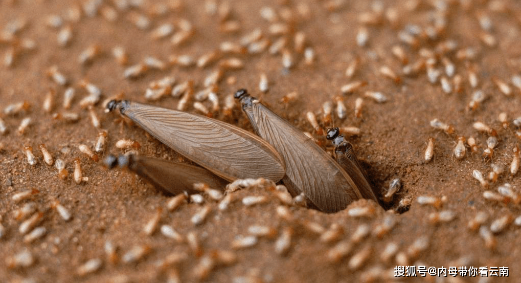 云南人居然吃飞白蚁